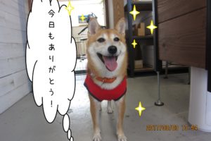 笑顔柴犬