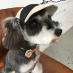 おすましMシュナ