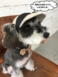 おすましMシュナ