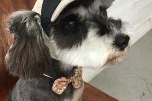 おすましMシュナ