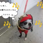 そわそわボストンテリア