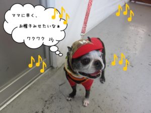 そわそわボストンテリア