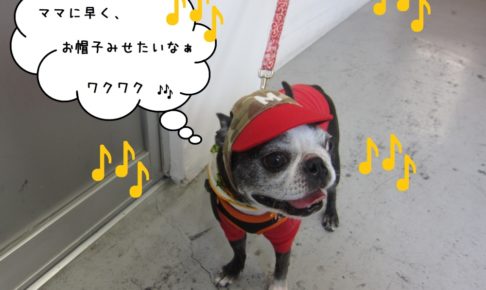 そわそわボストンテリア