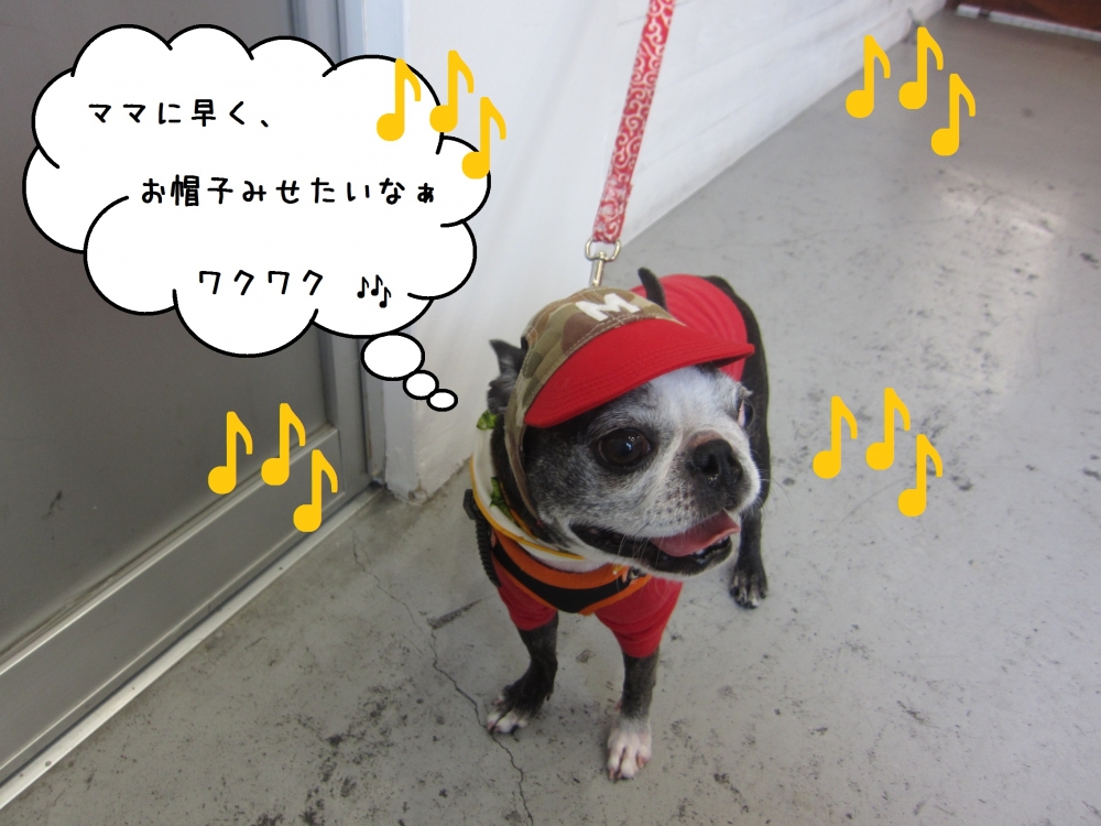 そわそわボストンテリア