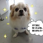 おすましチワワ