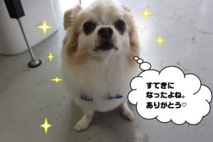 おすましチワワ