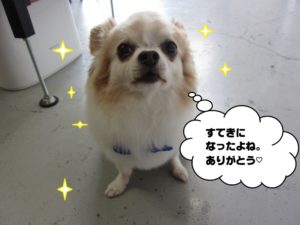 おすましチワワ