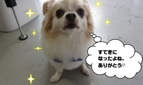 おすましチワワ