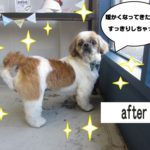 おすましシーズー