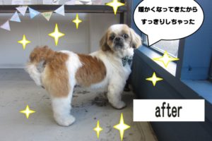 おすましシーズー