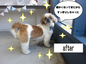 おすましシーズー