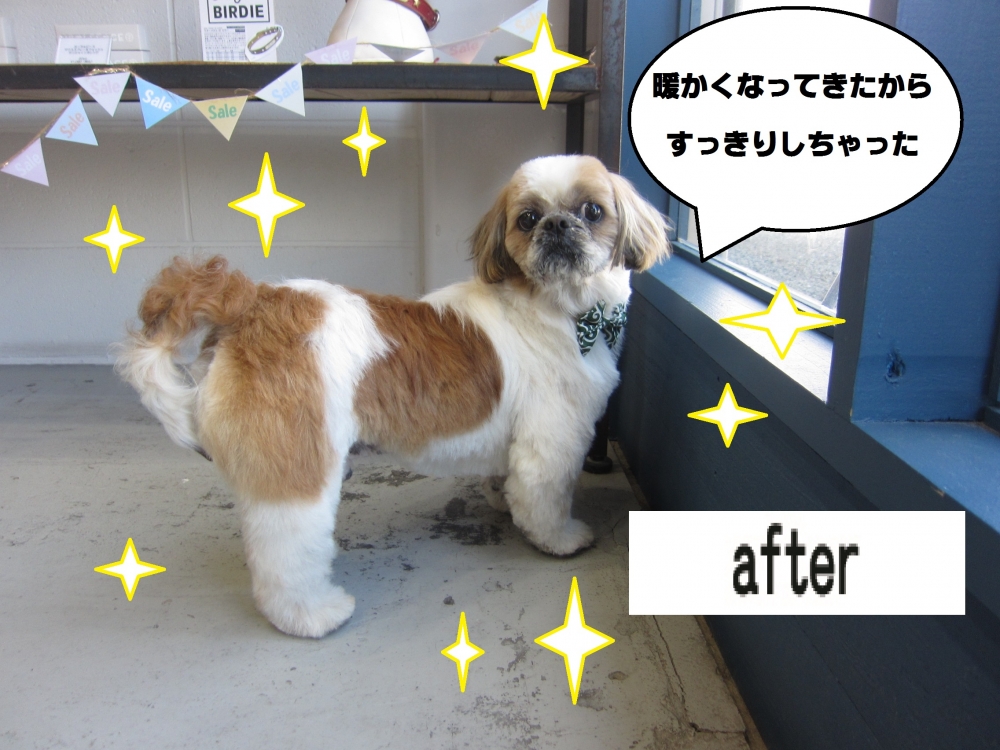 おすましシーズー