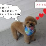 笑顔トイプードル