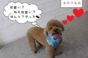 笑顔トイプードル