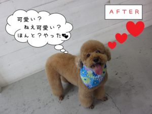 笑顔トイプードル