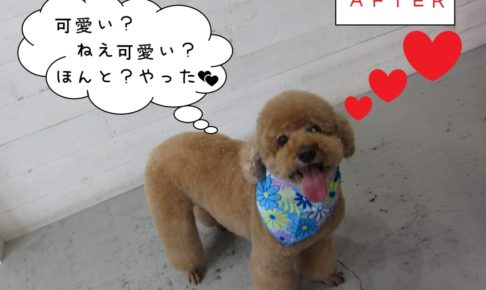 笑顔トイプードル