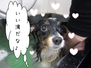 スパ中パピヨン