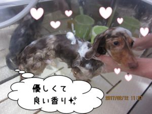 シャンプー中ミニチュアダックス