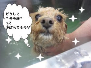 スパ中トイプードル