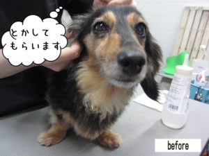 カット前ミニチュアダックス