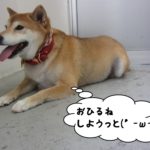 休む柴犬