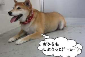 休む柴犬