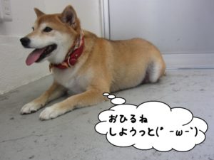 休む柴犬