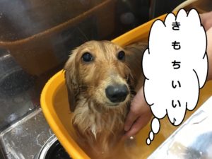 スパ中ミニチュアダックス