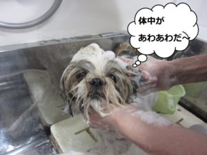 シャンプー中シーズー