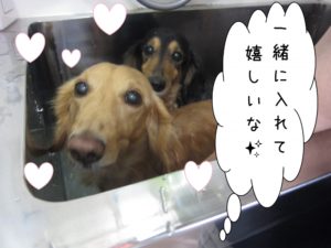 スパ中ミニチュアダックス