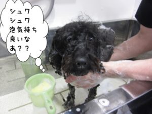 シャンプー中トイプードル