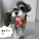 えっへんMシュナ