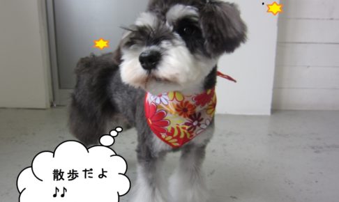 えっへんMシュナ