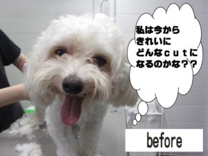 カット前マルチーズ