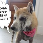 おすまし柴犬