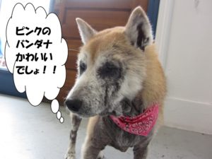 おすまし柴犬