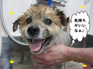 シャンプー中ミックス