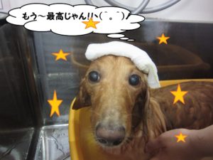 スパ中ミニチュアダックス