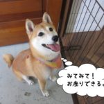 お座り笑顔豆柴