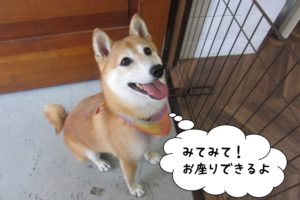 お座り笑顔豆柴