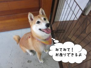 お座り笑顔豆柴