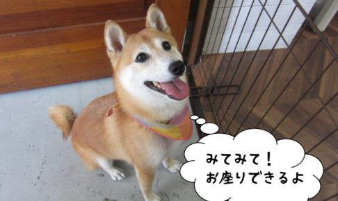 お座り笑顔豆柴