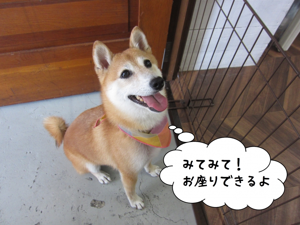 お座り笑顔豆柴