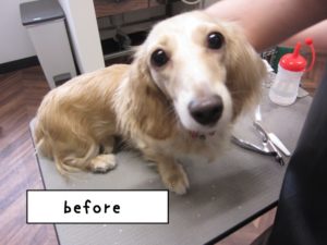 カット前ミニチュアダックス