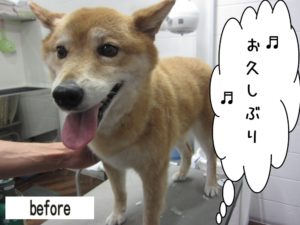 カット前ミックス