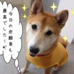にっこり柴犬