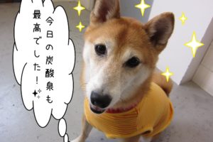 にっこり柴犬