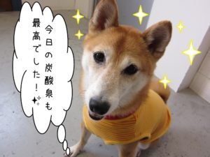 にっこり柴犬