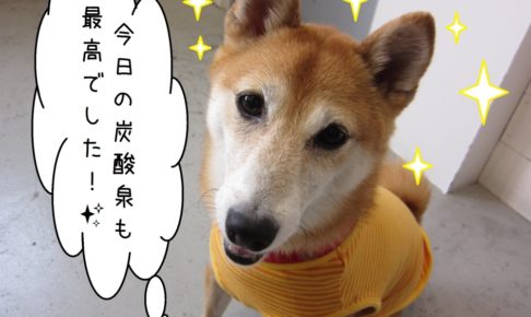 にっこり柴犬