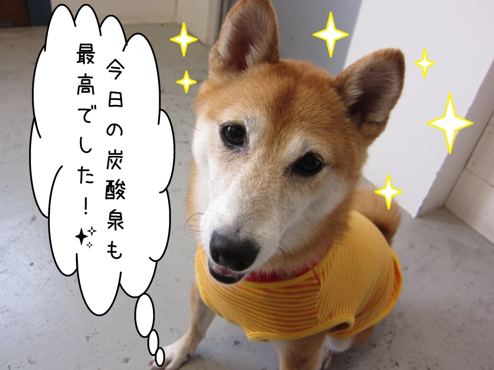 にっこり柴犬